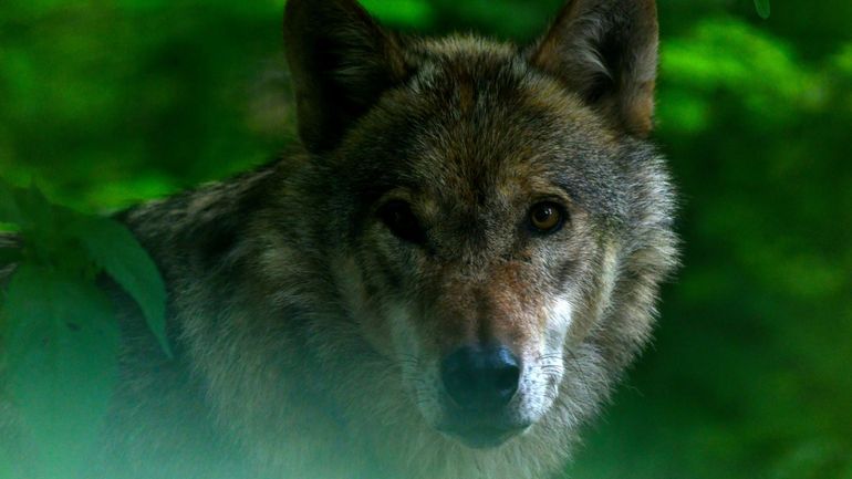 Coronavirus : l'interdiction de la chasse profite au couple de loups repéré dans le Limbourg