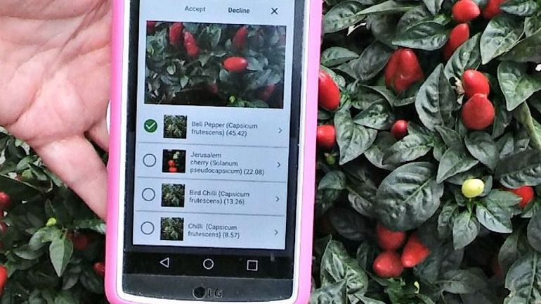 Comment identifier une plante inconnue ? On a testé 3 applications
