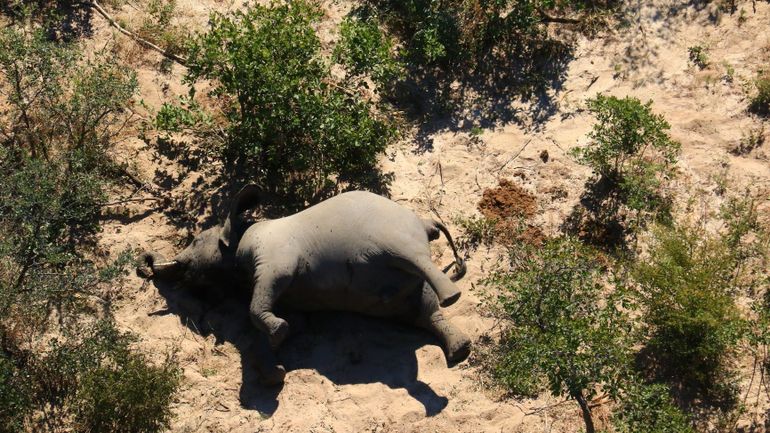 L'inquiétante mort de plus de 360 éléphants au Botswana en moins de trois mois