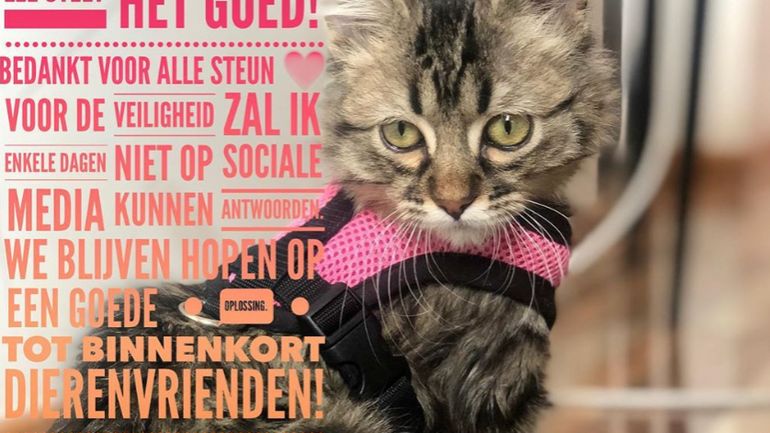 Chaton menacé d'euthanasie en Flandre: 