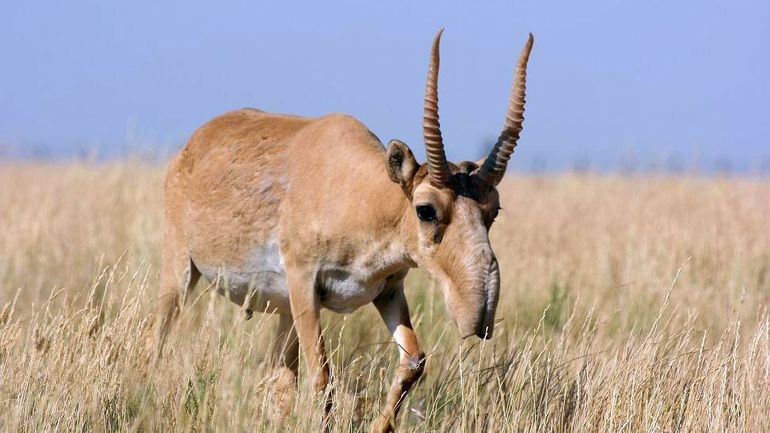 Kazakhstan: 350 antilopes saïga, espèce menacée, tuées par la foudre