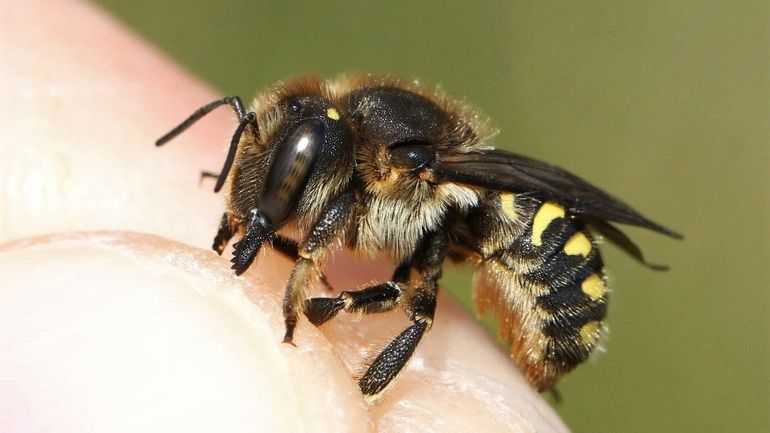 Une nouvelle espèce d'abeille observée à Bruxelles