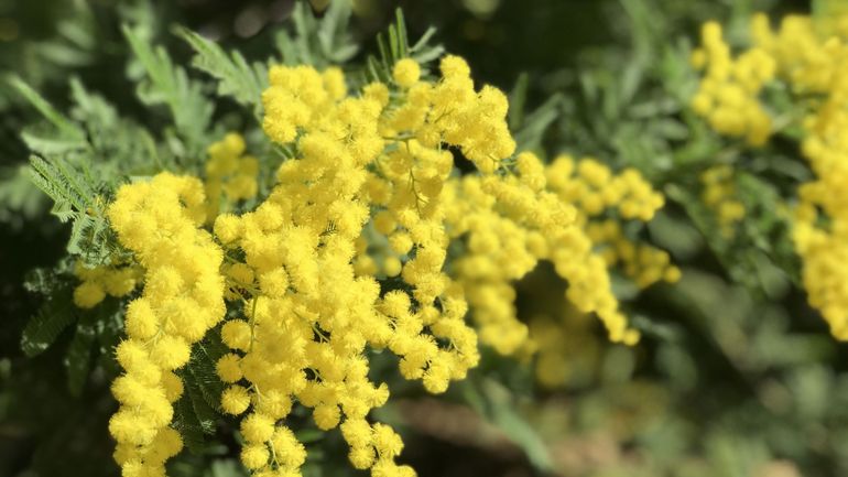 Le mimosa : star des carnavals et trésor de la côte d'Azur