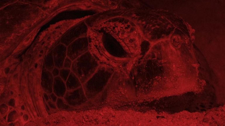 Urgence tortues en Malaisie: pilleur d'oeufs, Aziz est devenu gardien du littoral