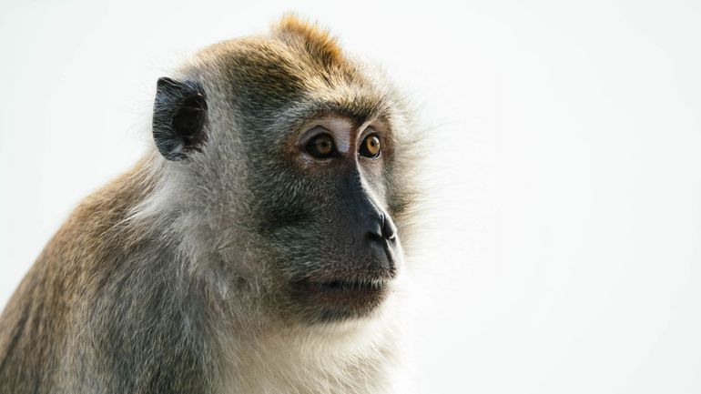 La NASA tue une trentaine de singes d'un laboratoire plutôt que de les placer en sanctuaire