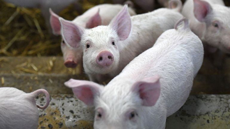 Vers un retour de farines animales : l'Union européenne a-t-elle la mémoire courte ?