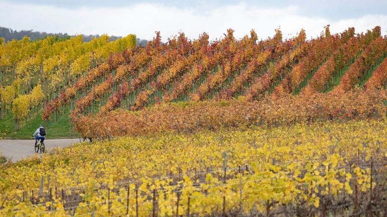 La moitié des vignobles mondiaux menacés par un réchauffement de 2 degrés