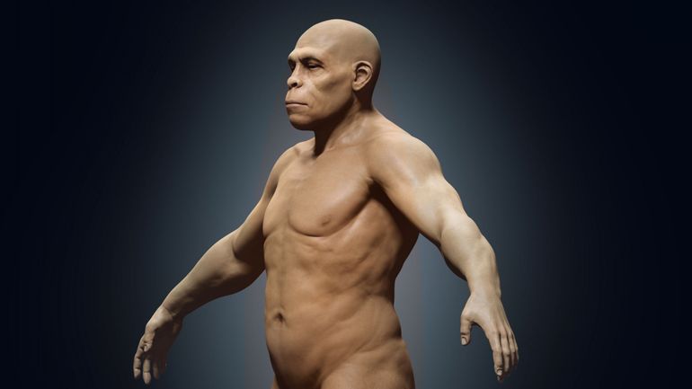Préhistoire : l'Homo Erectus était plus trapu qu'élancé, selon une étude