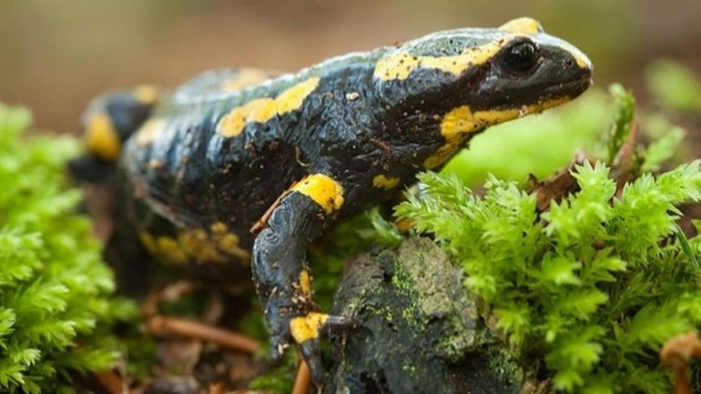Forêt de Soignes: la sécheresse menace les salamandres communes