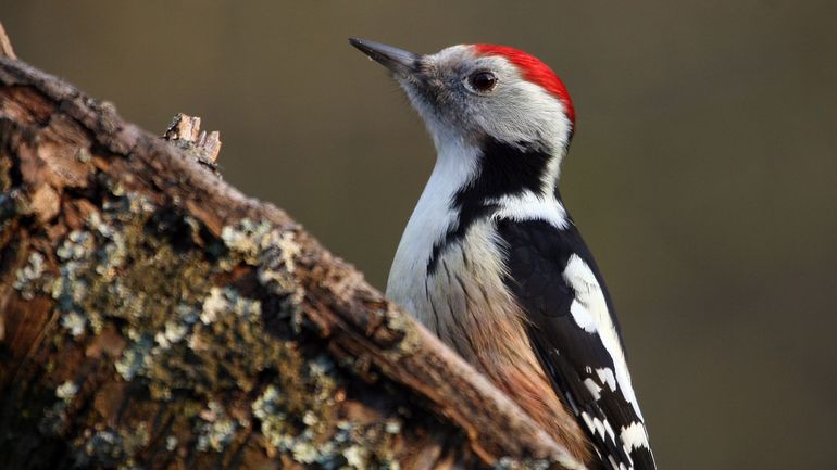 Toujours plus d'oiseaux en voie de disparition