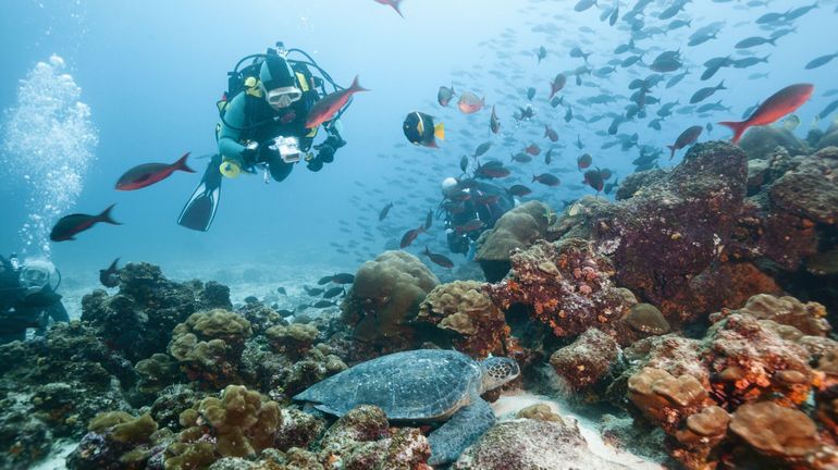 Découverte de trente nouvelles espèces marines aux Galapagos