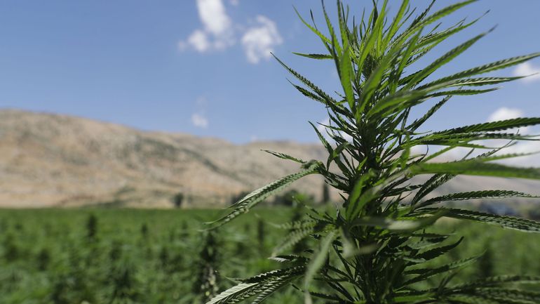 Liban: Beyrouth légalise le cannabis à des fins médicales