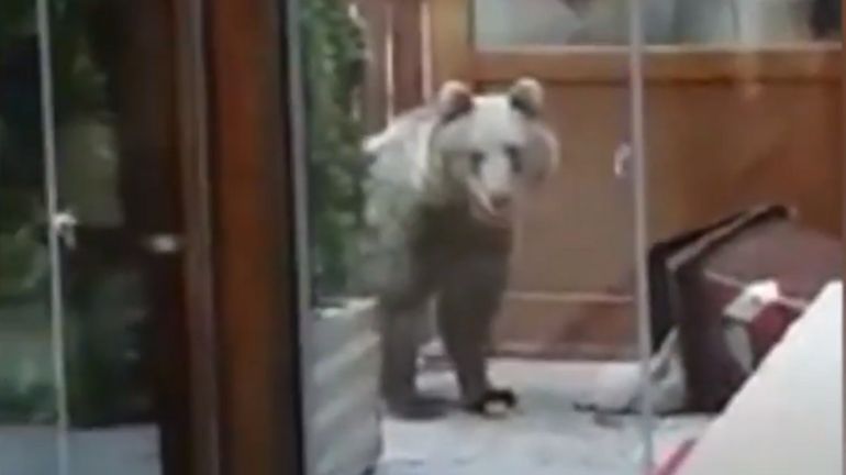 Italie: un militaire agressé par un ours dans la région du Trentin