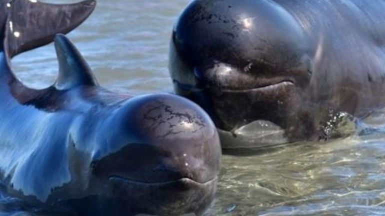 Dix-neuf baleines échouées sont mortes en Nouvelle-Zélande