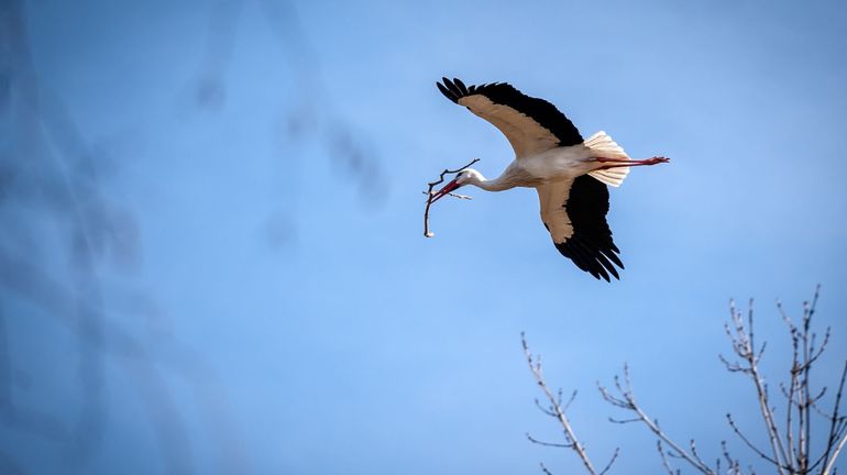 Les premières cigognes sont de retour à Planckendael, avec trois semaines d'avance