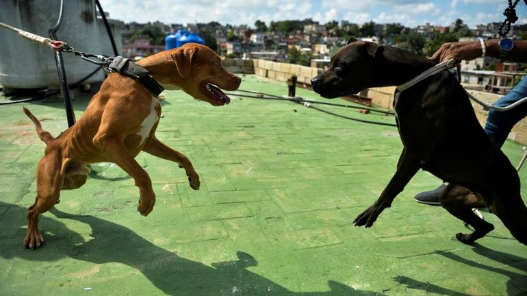 Cuba : première véritable victoire de la société civile, le respect du bien-être animal sera bientôt instauré