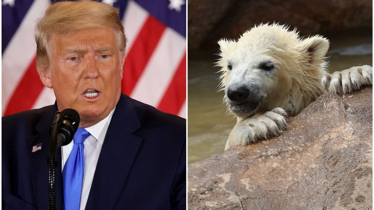 L'administration Trump invite les compagnies pétrolières à postuler pour forer dans une zone protégée où vivent des ours polaires