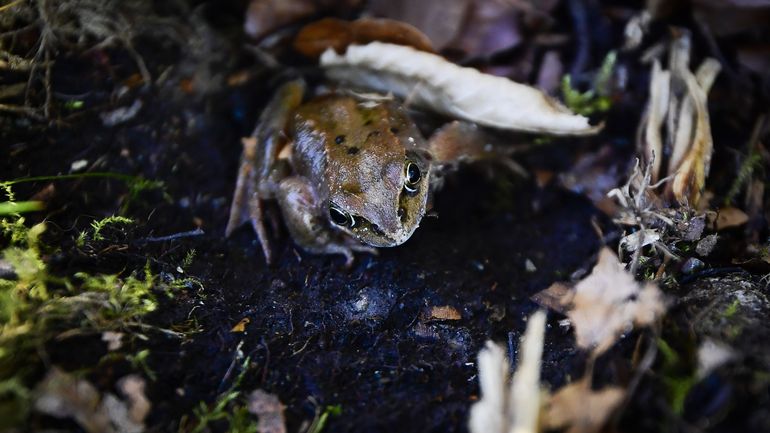 Biodiversité en Flandre : le nombre de reptiles et d'amphibiens diminue à cause des chaleurs de 2020