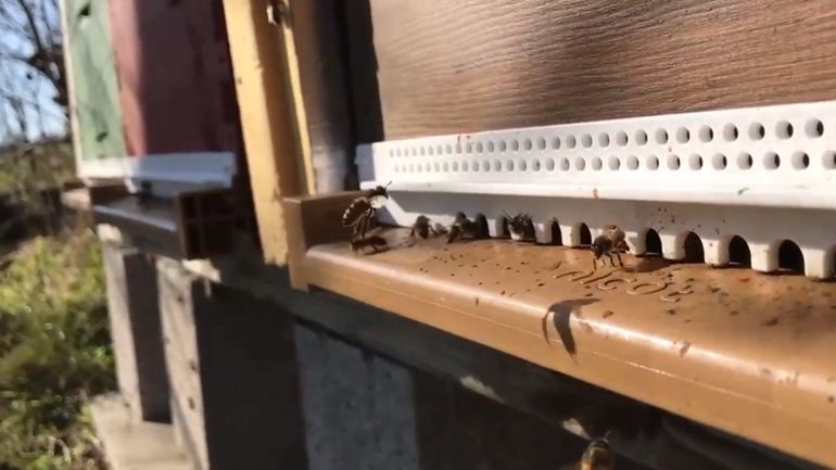 Les abeilles déjà à l'oeuvre grâce aux températures (trop ?) clémentes : pourvu que ça dure !