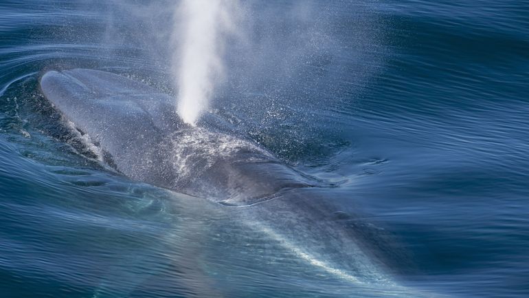 Les baleines à la rescousse face au changement climatique ? Ce sont d'énormes pompes à capture de CO2