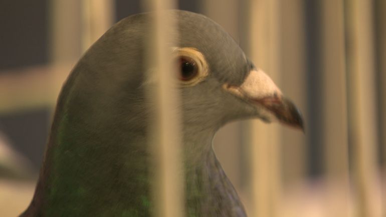 Colombophilie : la fédération belge veut inscrire ses pigeons au patrimoine de l'Unesco