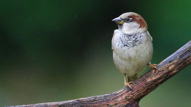 Mésange, moineau ou merle? Comptez les oiseaux dans le cadre du grand recensement d'oiseaux de Natagora