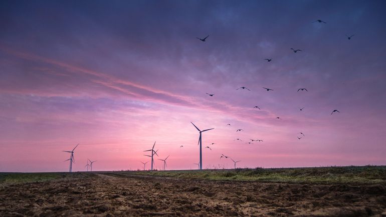 Peindre les éoliennes en noir pour tuer moins d'oiseaux ?