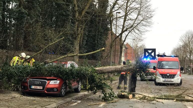 Ciara: voici pourquoi les arbres tombent quand la tempête fait rage