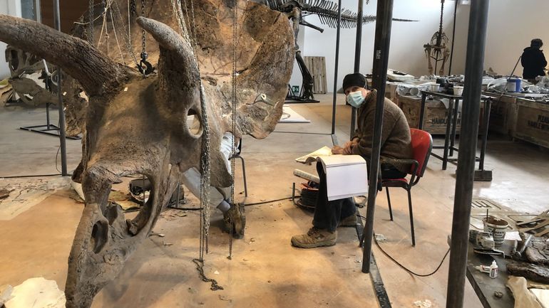 Big John, le plus grand tricératops du monde, reconstitué en Italie