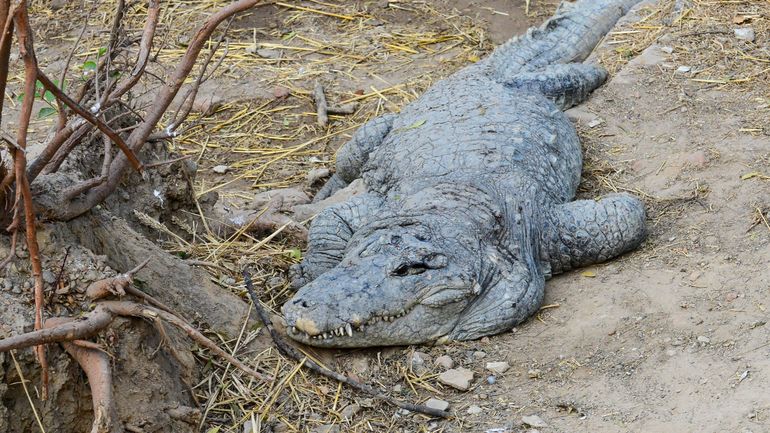 Inde : un village prend un crocodile en otage et demande une rançon