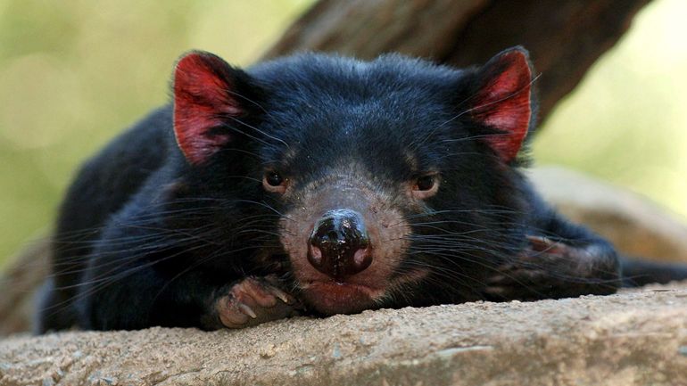 Biodiversité : des diables de Tasmanie réintroduits en Australie continentale, 3000 ans après qu'ils en aient disparu