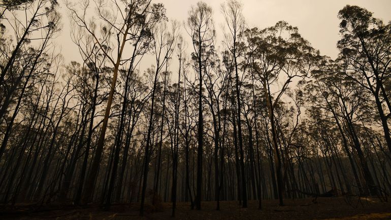 Le potentiel d'absorption de CO2 des forêts pourrait doubler si l'exploitation forestière était moins présente