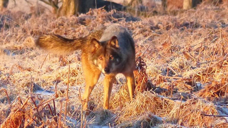 De superbes photos d'un loup prises dans les Hautes-Fagnes gelées