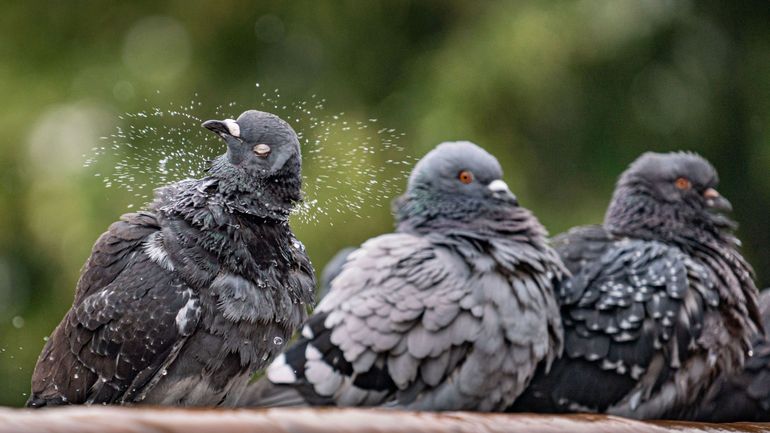 La fiente de pigeon, la nouvelle ruse de pickpockets à Bruges