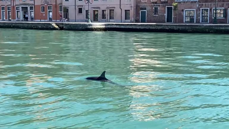 Surprise à Venise : deux dauphins nagent dans la lagune, profitant de l'absence des touristes et des bateaux
