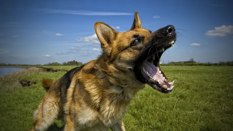 Les chiens ont tué plus de moutons que les loups depuis le début de l'année