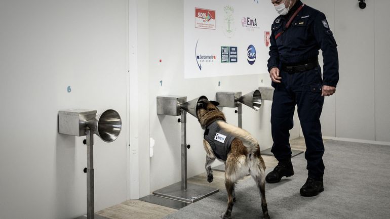Coronavirus en Belgique : les chiens renifleurs montrent des résultats 