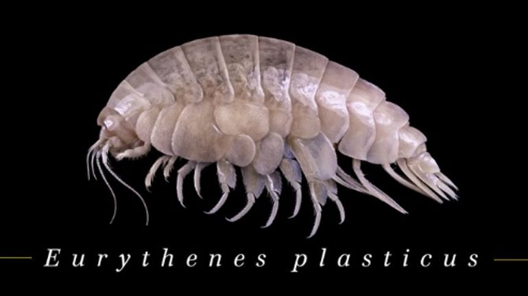Une nouvelle espèce de crustacé, victime du plastique avant même d'être découverte