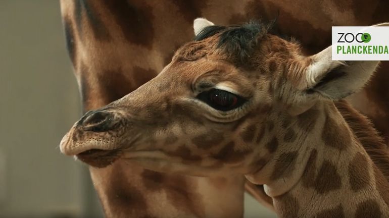 Une petite girafe prénommée Valeye a vu le jour à Planckendael