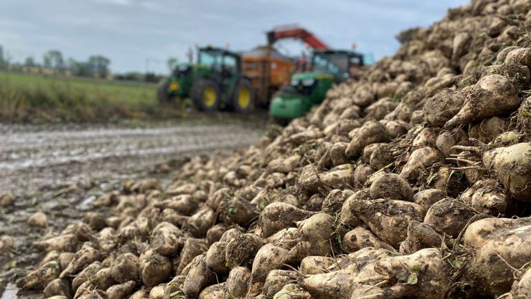 Récolte des betteraves : la campagne débute avec 15 jours de retard