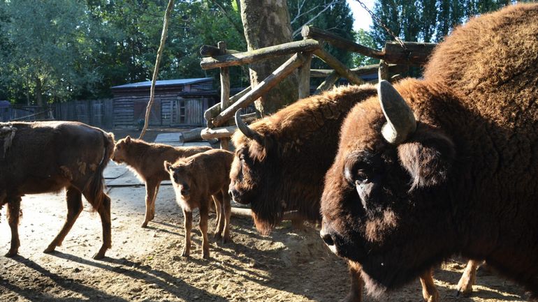 Trois bisons d'Europe sont nés au zoo de Bellewaerde