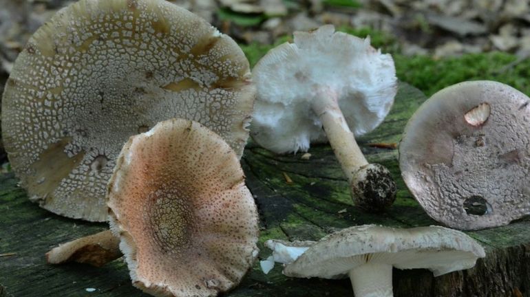 Attention, les apps pour smartphones qui reconnaissent les champignons comestibles se trompent souvent