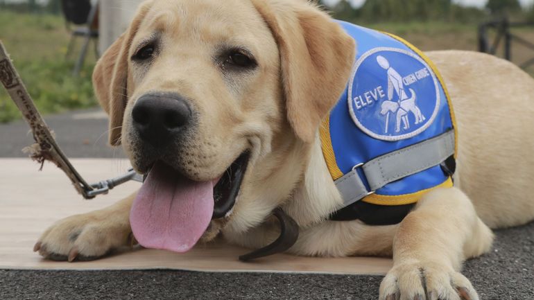 L'accessibilité aux chiens d'assistance bientôt coulée dans un décret wallon