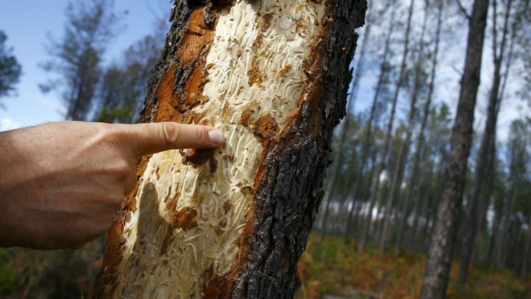 Forêts wallonnes: le nombre de scolytes repart à la hausse, le secteur forestier tremble