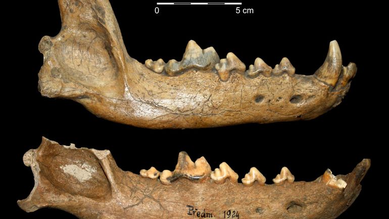 L'usure des dents confirme une domestication du chien à l'ère glaciaire