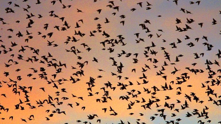 Comment expliquer les ballets aériens d'oiseaux dans le ciel?