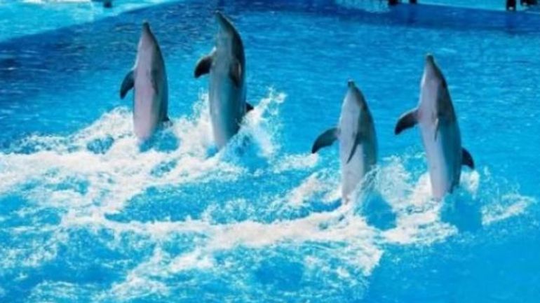 L'interdiction des delphinariums approuvée en commission du parlement bruxellois