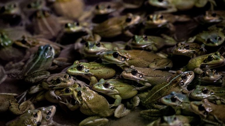 France : des grenouilles jugées trop bruyantes, les propriétaires condamnés à vider la mare