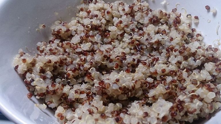 Face à la sécheresse, le Brabant flamand suggère de cultiver du quinoa