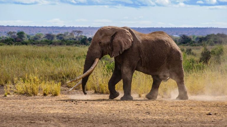 Kenya: Tim, l'un des derniers éléphants d'Afrique aux défenses géantes, est décédé